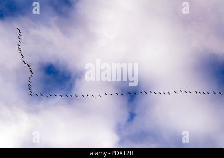 Geese in flight with cirrostratus clouds overhead Stock Photo