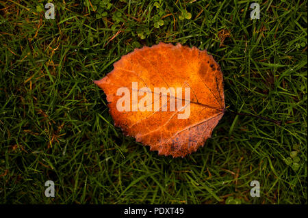 Autumn colors, birch leaf on rock, rainy morning Stock Photo