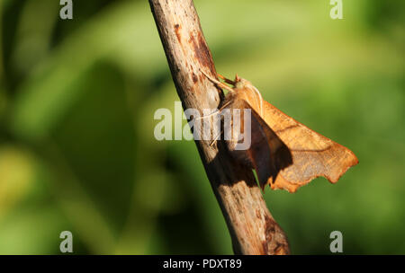 A pretty Dusky Thorn Moth (Ennomos fuscantaria) perching on a plant stem. Stock Photo