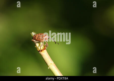 A stunning Acorn Weevil  (Curculio glandium) perching on a plant. Stock Photo