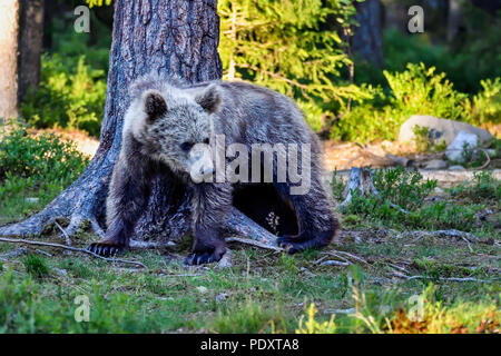 Brown bear is taking care of the itch against the tree trunk. Stock Photo