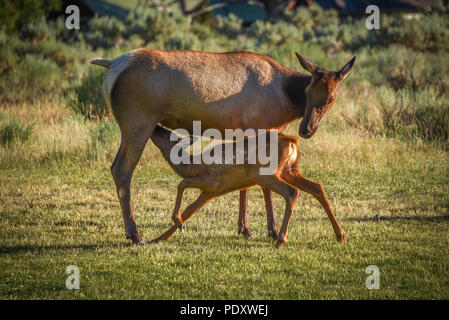 Young elk calf nursing in Mammoth Hot Springs, Yellowstone national Park Stock Photo