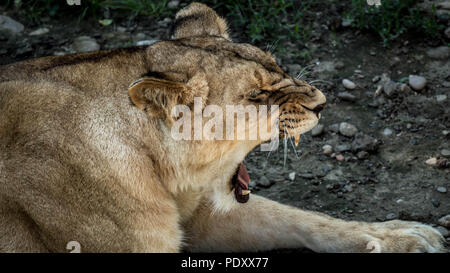 African Lion sitting Stock Photo