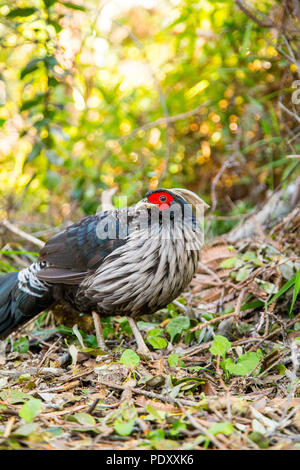 Kalij Pheasant on Crater Trail, Volcanoes National Park, Hawaii Stock Photo