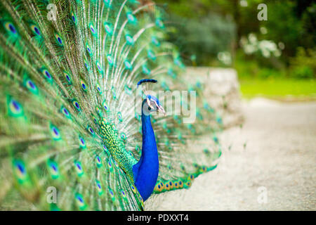 Peacock with Splayed Tail Feathers Stock Photo