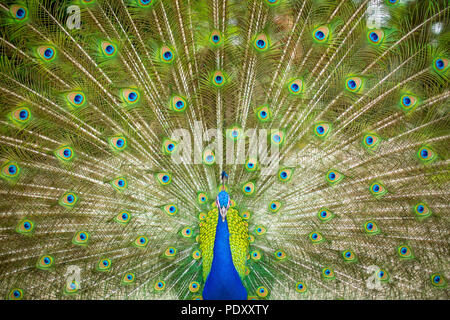 Peacock with Splayed Tail Feathers Stock Photo