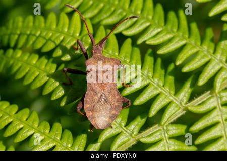Macro shot of Dock bug standing on bracken leaf taken from above. Stock Photo