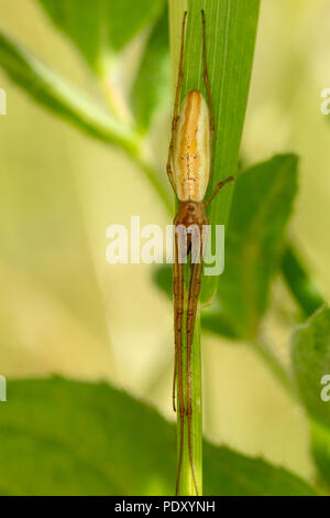 Macro shot of Long-jawed Orb-weaver spider vertically elongated on plant stem. Stock Photo