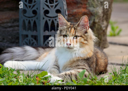 Noregian forest cat kitten in the summertime Stock Photo