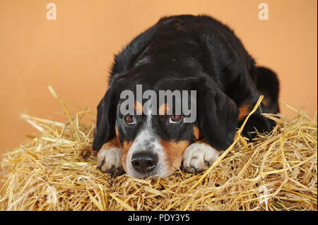 Entlebuch Mountain Dog, male, lies on straw, studio shot, Austria Stock Photo