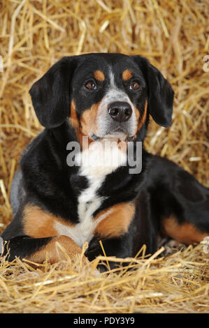 Entlebuch Mountain Dog, male, lies in the straw, studio shot, Austria Stock Photo