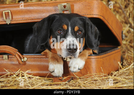 Entlebuch Mountain Dog, male, looks out of suitcase, studio shot, Austria Stock Photo