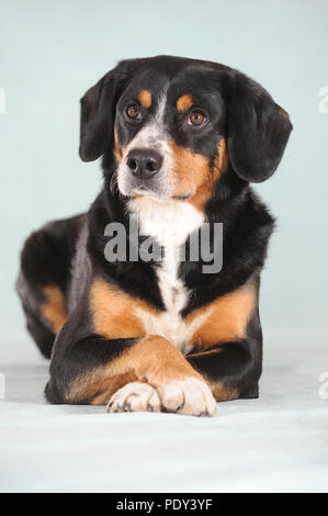 Entlebuch Mountain Dog, male, studio shot, Austria Stock Photo