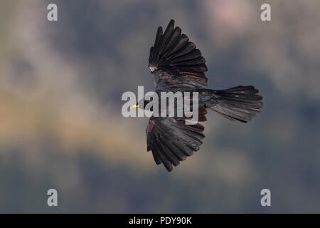 Flying Alpine Chough (Pyrrhocorax graculus) Stock Photo