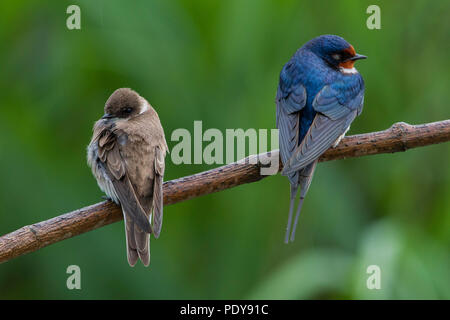 Sand Martin (Riparia riparia) and Barn Swallow (Hirundo rustica) together on a small branch Stock Photo