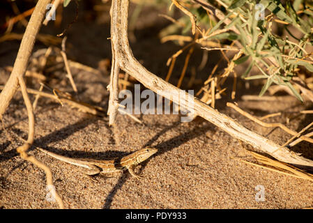 Female Eastern Side-blotched Lizard, (Uta stansburiana stejnegeri), Ojito Wilderness, New Mexico, USA. Stock Photo
