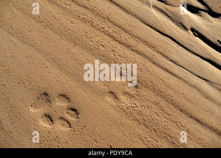 Coyote, (Canis latrans) footprints in the sand.  Ojito Wilderness, New Mexico, USA. Stock Photo