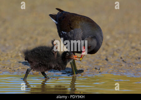 Common Moorhen (Gallinula chloropus) feeding its chick Stock Photo