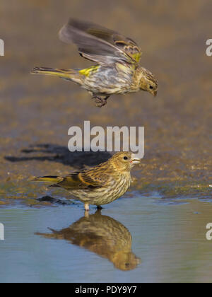 European Serin (Serinus serinus) Stock Photo