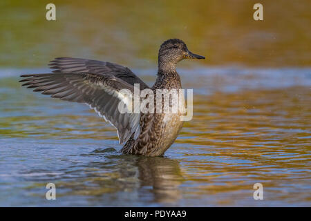 Female Common Teal; Anas crecca Stock Photo