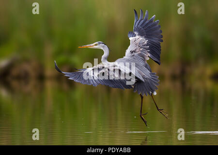 Flying Grey Heron; Ardea cinerea Stock Photo
