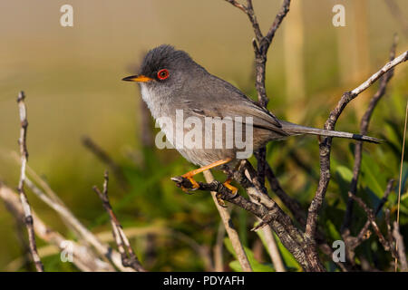 Adult male Balearic Warbler; Sylvia balearica Stock Photo