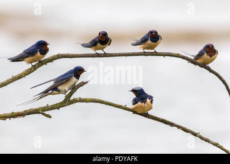 Six Barn Swallows (Hirundo rustica) perched on two thin branches Stock Photo