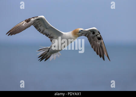 Flying Northern Gannet; Sula bassana; Morus bassanus Stock Photo