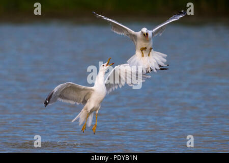 Two Yellow-legged Gulls (Larus michahellis) quarreling in flight Stock Photo