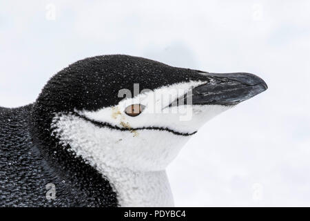 Closeup of a chinstrap penguin in Antarctica Stock Photo