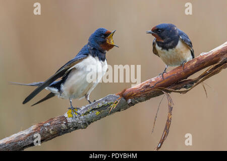 Two Barn Swallows; Hirundo rustica Stock Photo