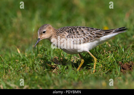 Foraging Buff-breasted Sandpiper; Tryngites subruficollis Stock Photo