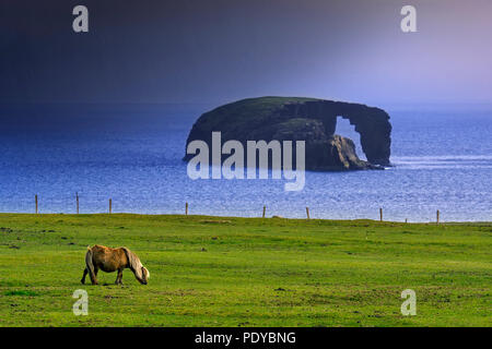 Shetland pony and Dore Holm, small islet with natural arch off the coast of Stenness, Esha Ness / Eshaness during downpour  on Mainland Shetland, Scot Stock Photo