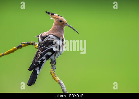 Perched Hoopoe; Upupa epops Stock Photo