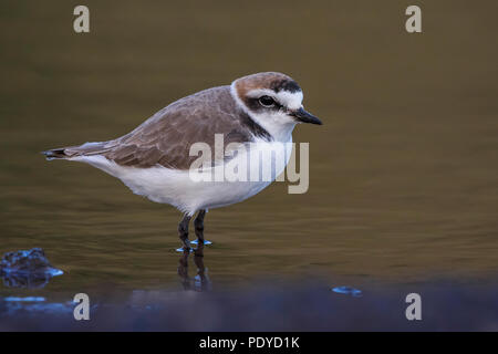 Kentish Plover; Charadrius alexandrinus Stock Photo