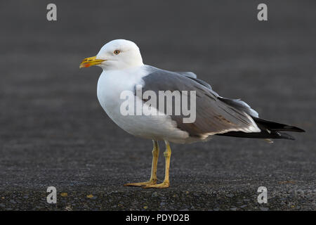 Azores Yellow-legged Gull (Larus michahellis atlantis) perched on the ...