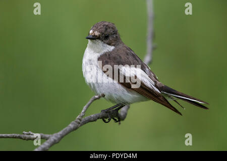 Perched male Pied Flycatcher; Ficedula hypoleuca Stock Photo