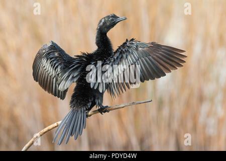 Pygmy Cormorant (Microcarbo pygmaeus) Stock Photo