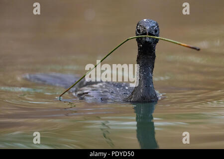 Pygmy Cormorant (Microcarbo pygmaeus) Stock Photo