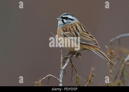 Rock Bunting; Emberiza cia Stock Photo