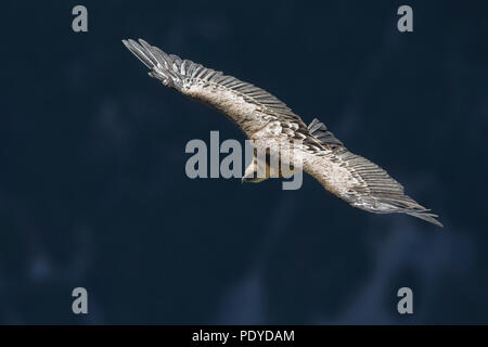 Flying Griffon Vulture; Gyps fulvus Stock Photo