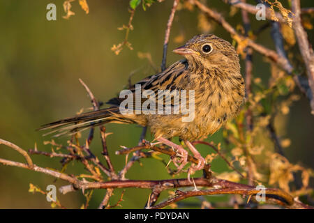 Juvenile Ortolan Bunting; Emberiza hortulana Stock Photo