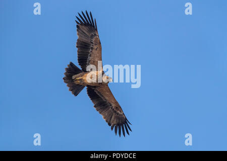 Flying Spanish Imperial Eagle; Aquila adalberti Stock Photo