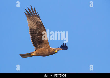 Dark phase Booted Eagle (Aquila pennata) flying Stock Photo
