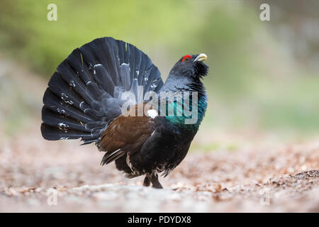 displaying male Capercaillie; Tetrao urogallus Stock Photo