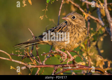 Juvenile Ortolan Bunting; Emberiza hortulana Stock Photo