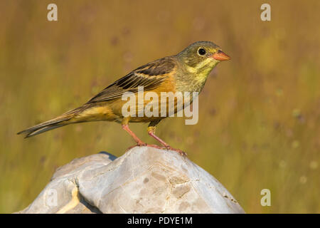 Ortolan Bunting; Emberiza hortulana Stock Photo