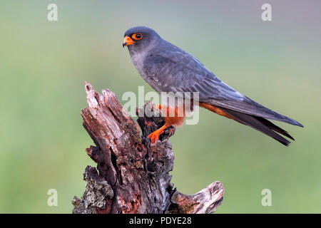 Male Red-footed Falcon; Falco vespertinus Stock Photo