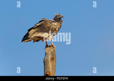 Juvenile Egyptian Vulture (Neoprhon percnopterus) perched on post Stock Photo