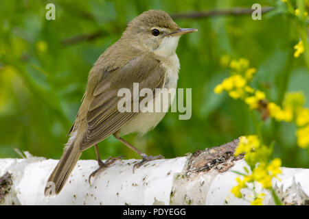 Een Struikrietzanger op een berkentak. A Blyth's Reed Warbler on a Birch limb Stock Photo